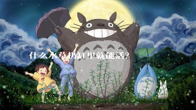 什么水草扔缸里就能活？